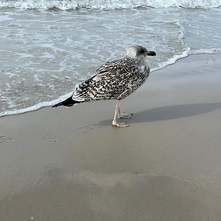 Vakantiehuis Tranquil Retreat - By Traum Løkken